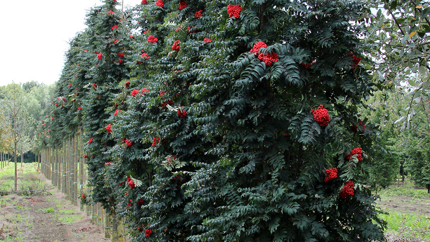 Sorbus aucuparia 'Fastigiata' pokrój naturalny