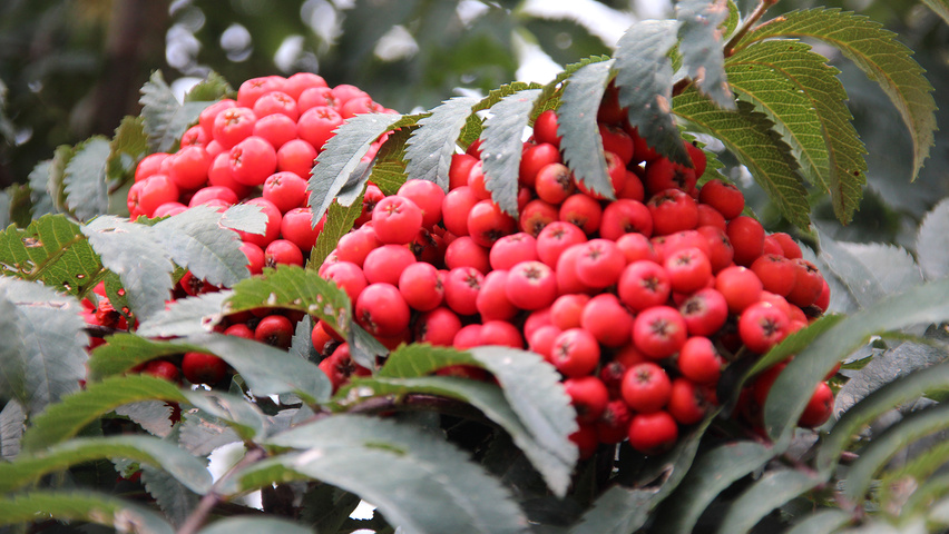 Sorbus aucuparia 'Fastigiata' owoce
