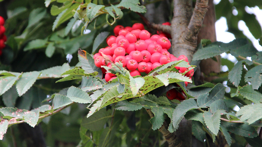 Sorbus aucuparia 'Fastigiata' owoce