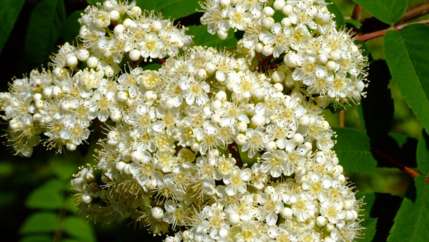 Sorbus aucuparia kwiaty