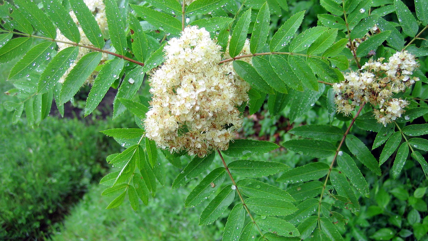 Sorbus aucuparia kwiaty