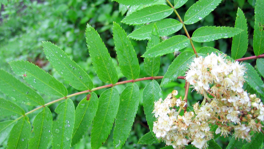 Sorbus aucuparia kwiaty