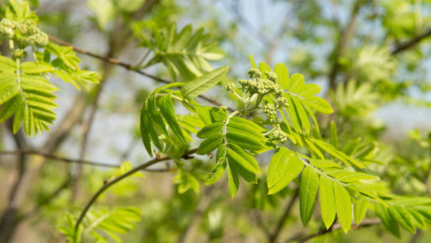 Sorbus aucuparia kwiaty