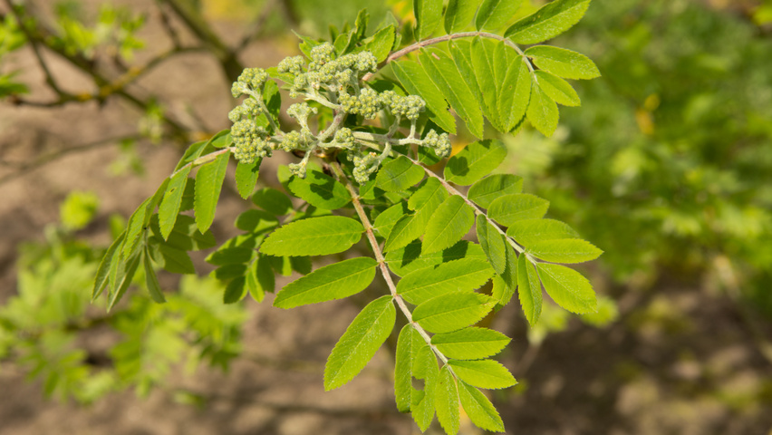 Sorbus aucuparia kwiaty