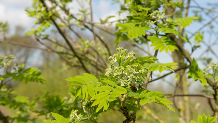 Sorbus aucuparia kwiaty