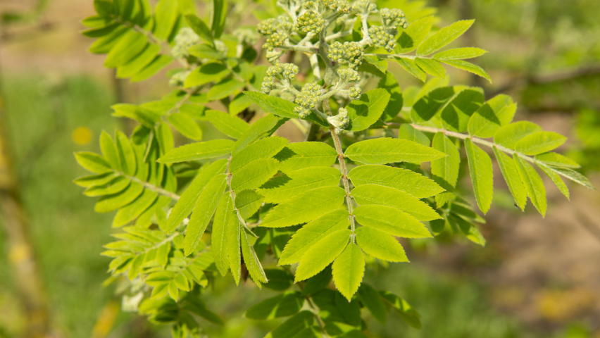 Sorbus aucuparia kwiaty