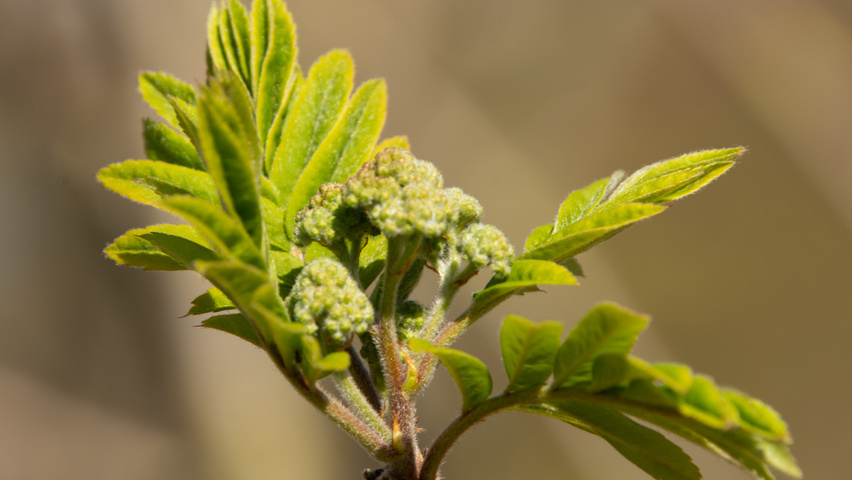 Sorbus aucuparia kwiaty