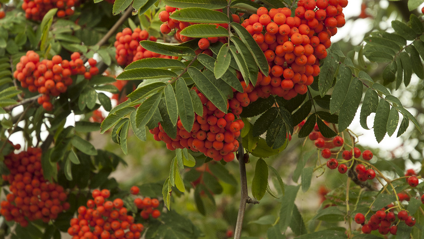 Sorbus aucuparia owoce