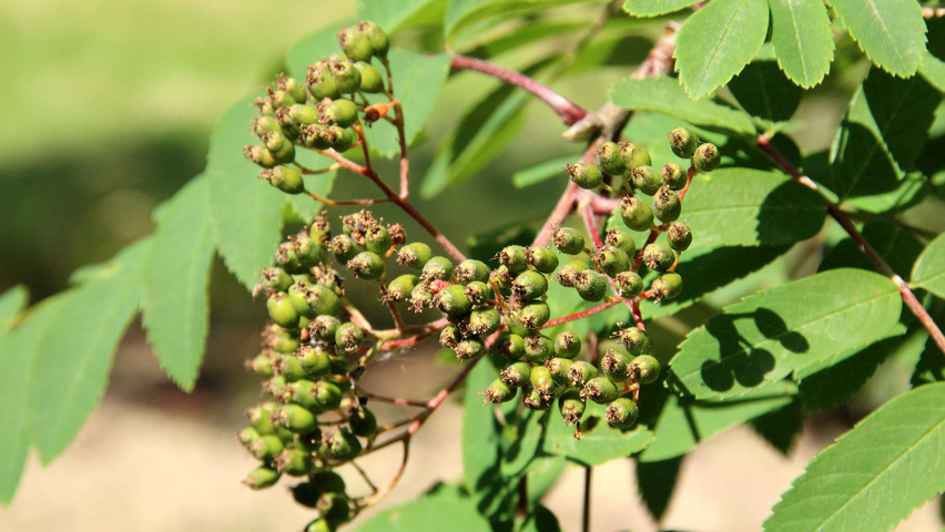 Sorbus aucuparia owoce
