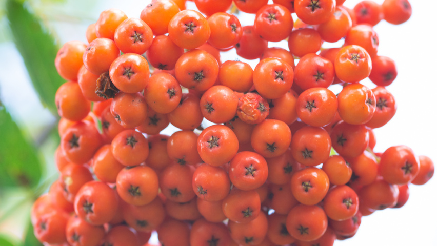 Sorbus aucuparia owoce