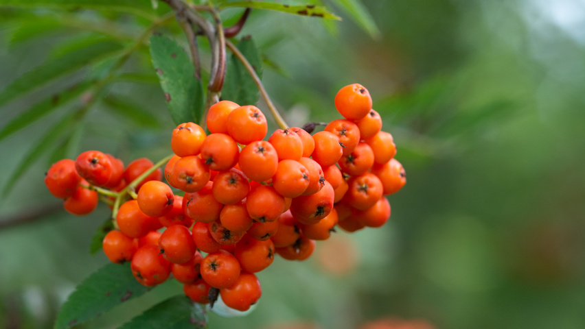 Sorbus aucuparia owoce