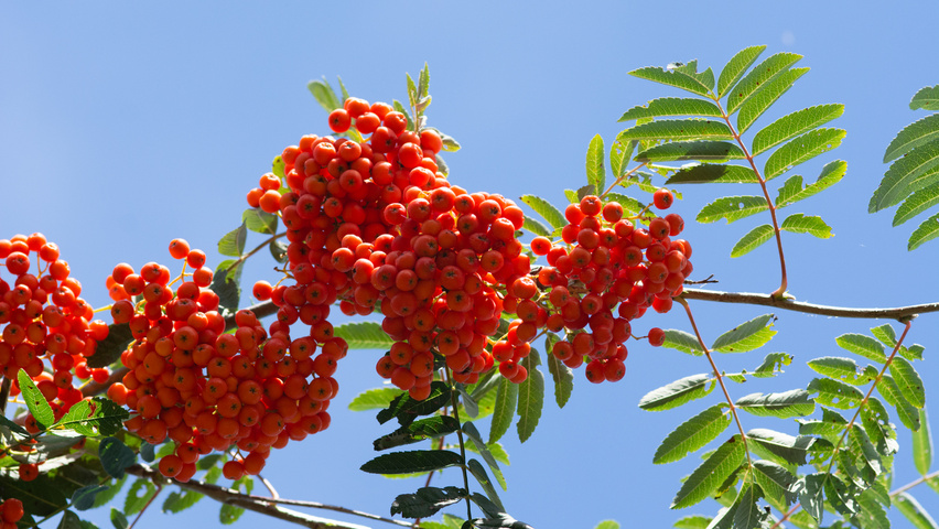 Sorbus aucuparia owoce