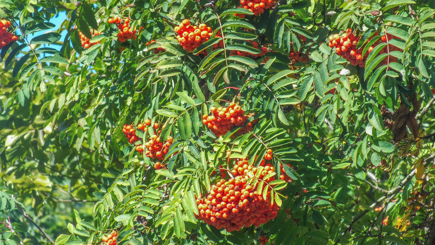 Sorbus aucuparia owoce