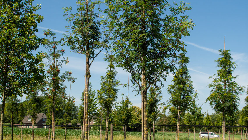 Sorbus aucuparia pienne