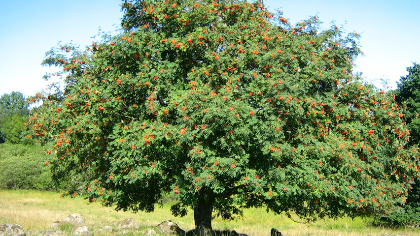 Sorbus aucuparia pienne