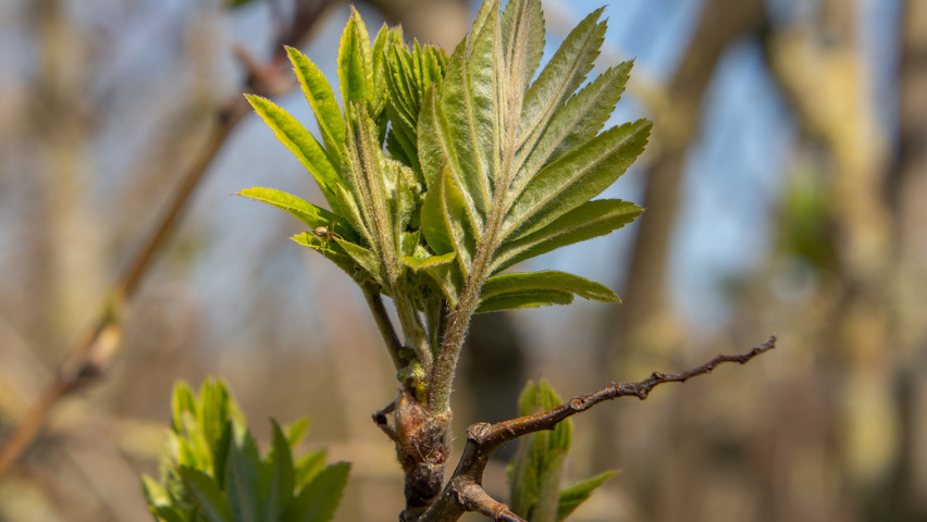 Sorbus aucuparia liście