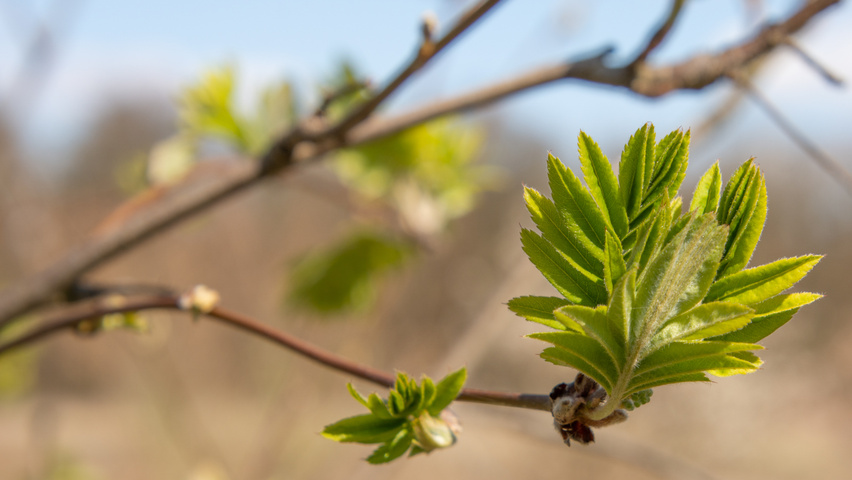 Sorbus aucuparia liście