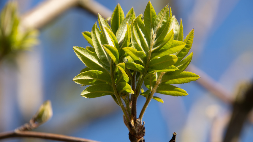Sorbus aucuparia liście