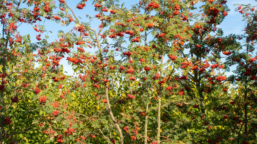 Sorbus aucuparia wielopniowy