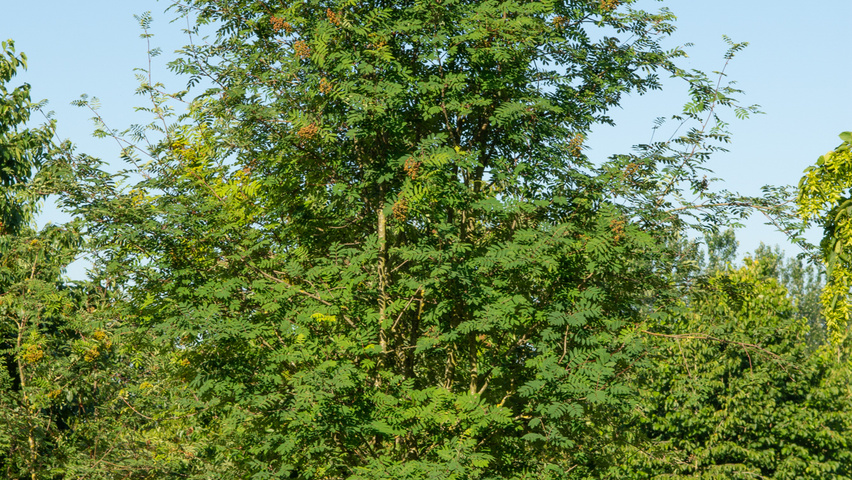 Sorbus aucuparia wielopniowy