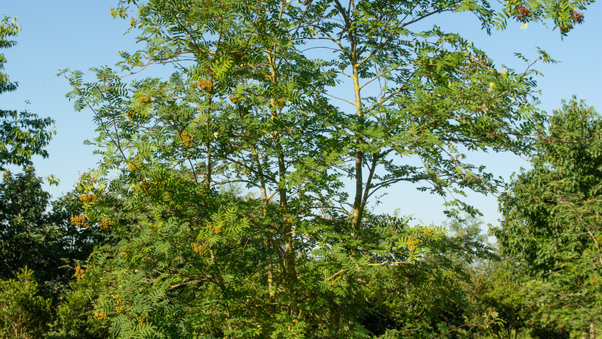 Sorbus aucuparia wielopniowy