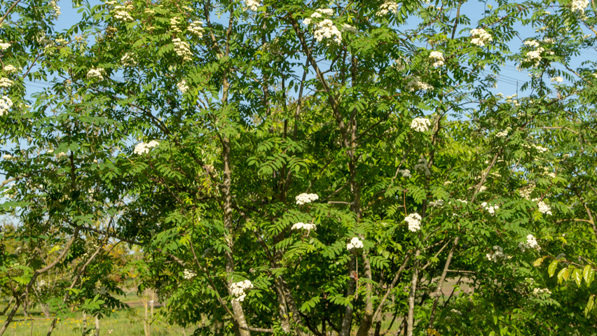 Sorbus aucuparia wielopniowy parasolowaty