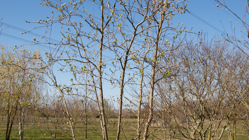 Sorbus aucuparia wielopniowy parasolowaty