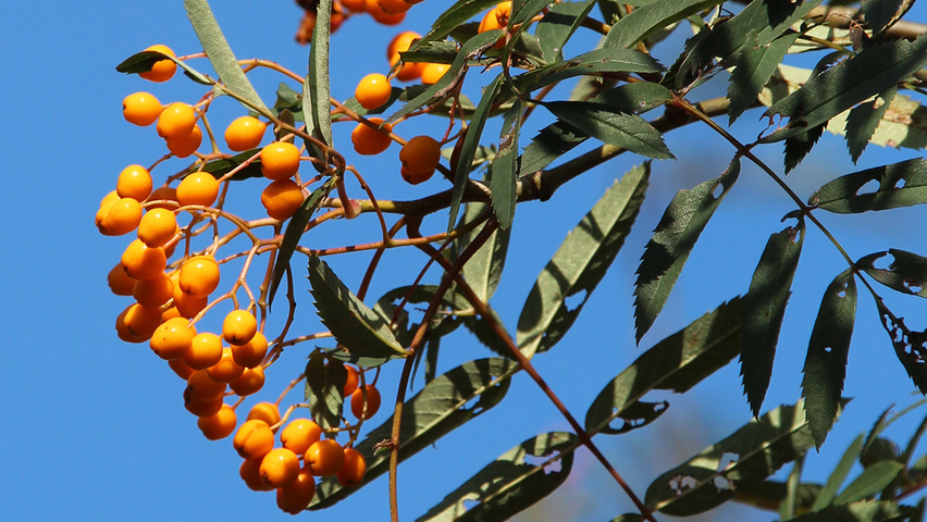 Sorbus aucuparia 'Rossica Major' fruits