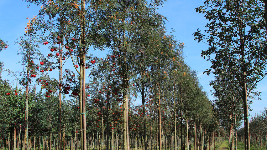 Sorbus aucuparia 'Rossica Major' standard tree