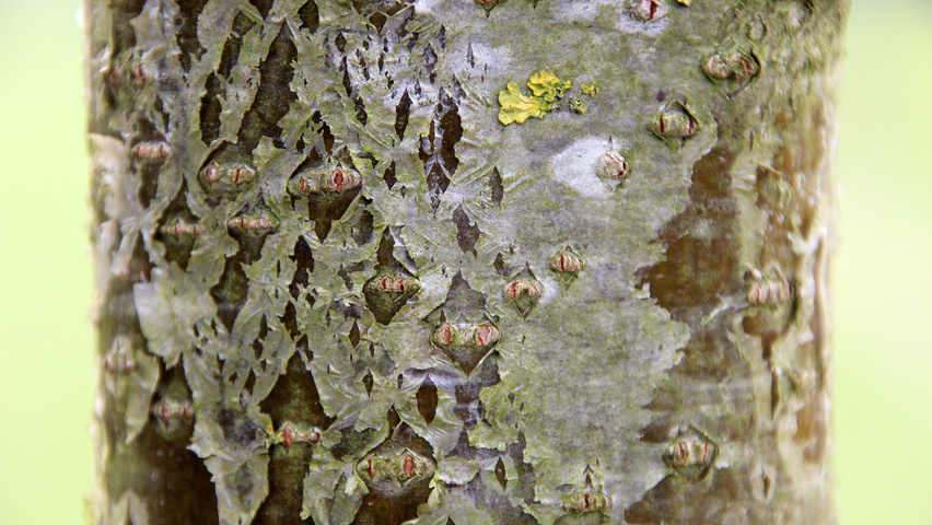 Sorbus aucuparia 'Sheerwater Seedling' kora