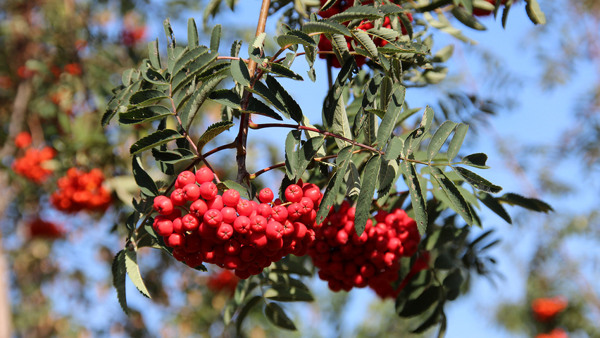 Sorbus aucuparia 'Sheerwater Seedling' owoce