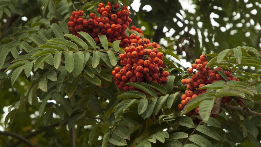 Sorbus aucuparia 'Sheerwater Seedling' owoce