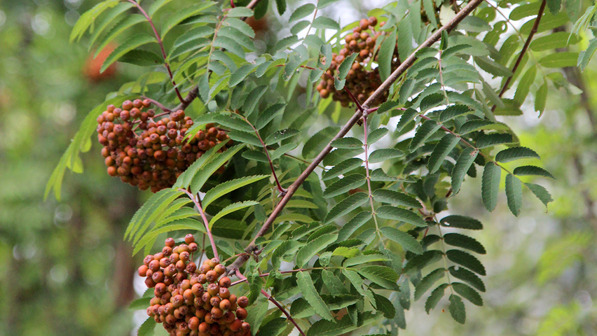 Sorbus aucuparia 'Sheerwater Seedling' owoce