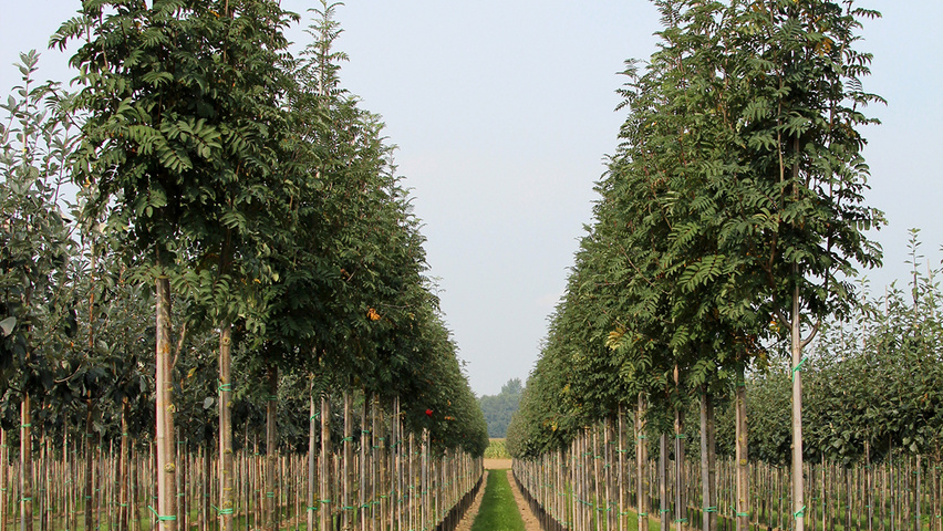 Sorbus aucuparia 'Sheerwater Seedling' pienne