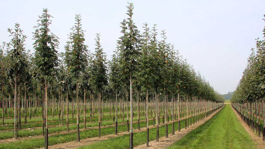 Sorbus aucuparia 'Sheerwater Seedling' pienne