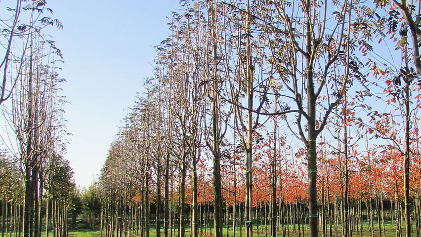 Sorbus aucuparia 'Sheerwater Seedling' pienne