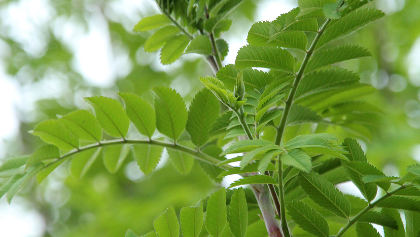 Sorbus aucuparia 'Sheerwater Seedling' liście