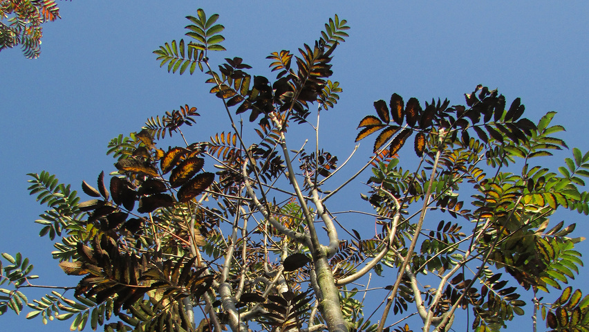 Sorbus aucuparia 'Sheerwater Seedling' liście