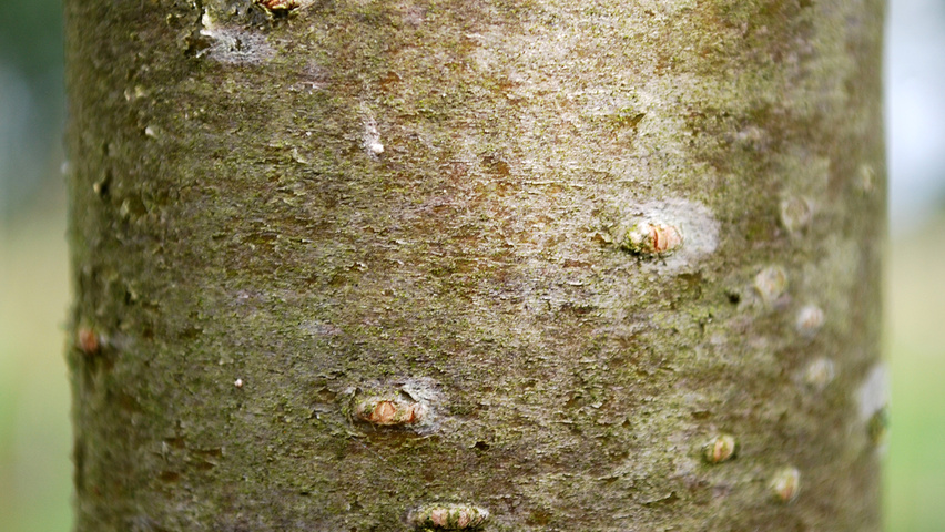 Sorbus aucuparia var. edulis Rinden