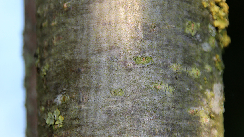 Sorbus aucuparia var. edulis Rinden