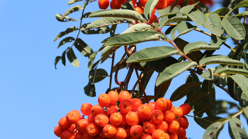 Sorbus aucuparia var. edulis Frucht