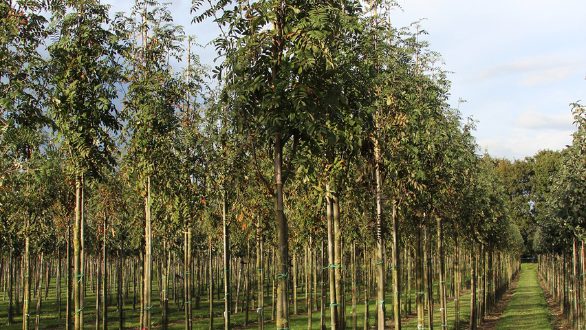 Sorbus aucuparia var. edulis hochstämmig