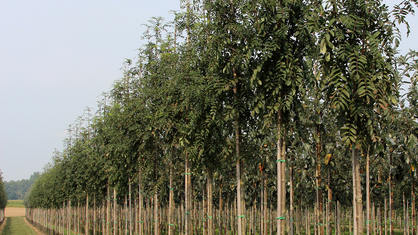 Sorbus aucuparia var. edulis hochstämmig