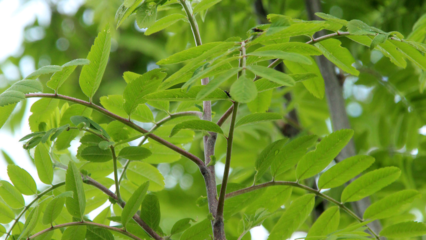Sorbus aucuparia var. edulis Blatt