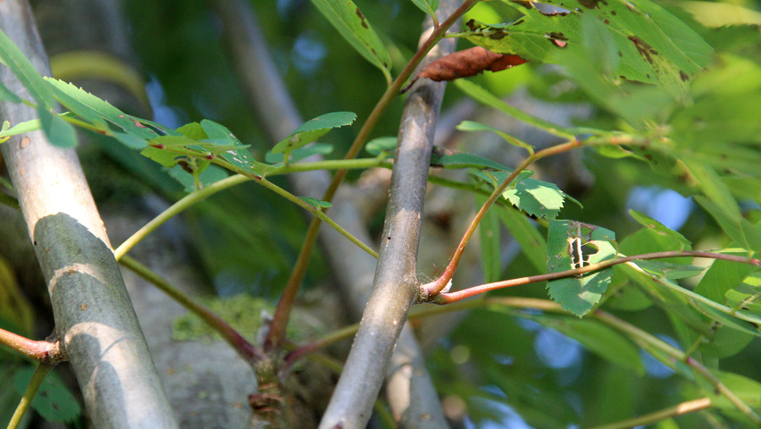 Sorbus aucuparia var. edulis Zweige