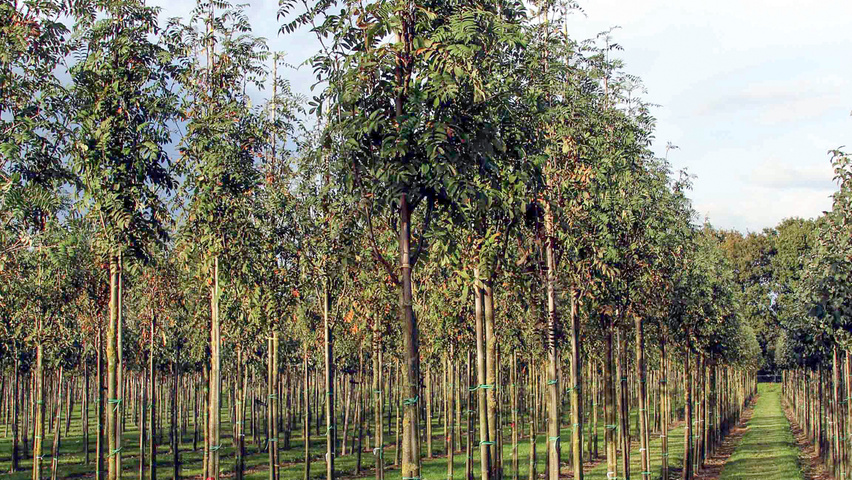 Sorbus aucuparia 'Wettra' haute tige