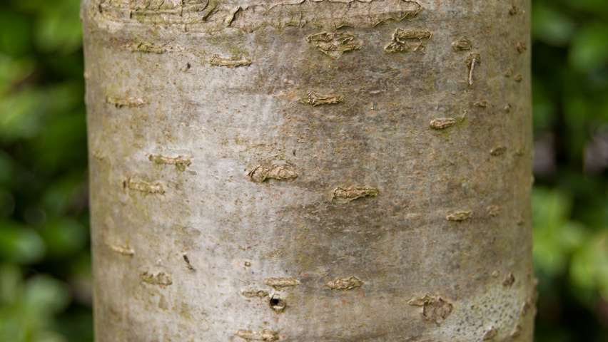 Sorbus aucuparia 'Xanthocarpa' bark