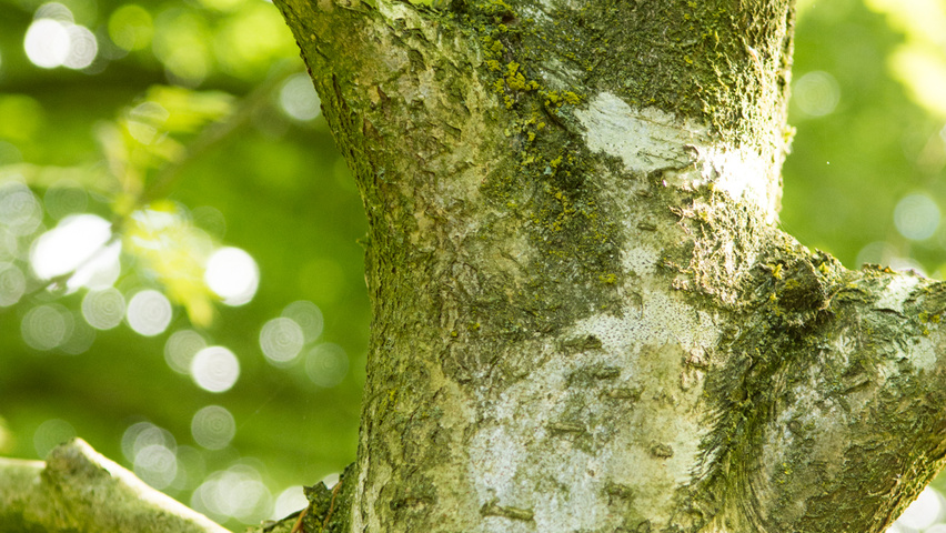 Sorbus aucuparia 'Xanthocarpa' bark