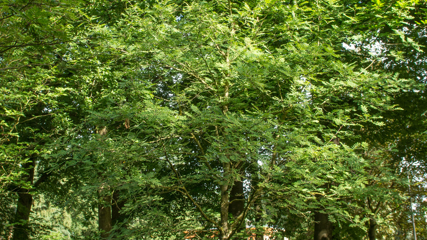 Sorbus aucuparia 'Xanthocarpa' half-stem