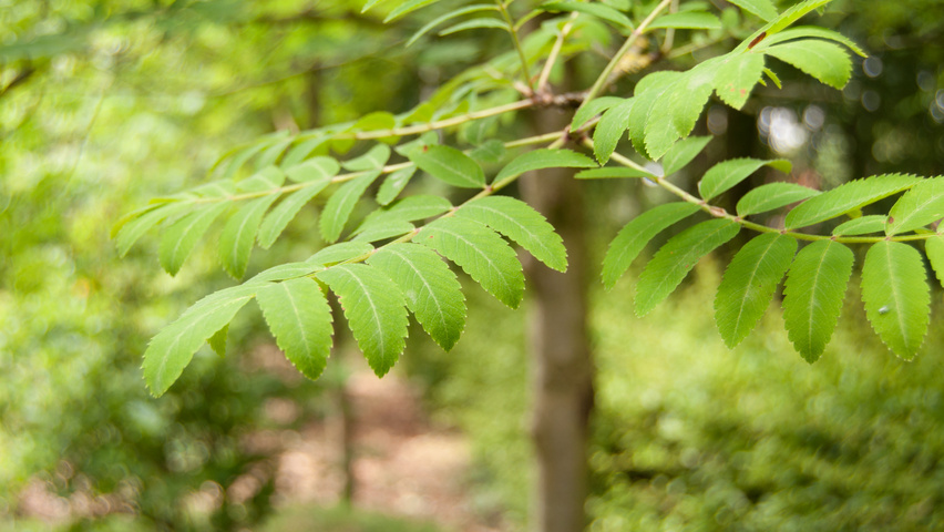 Sorbus aucuparia 'Xanthocarpa' leaves
